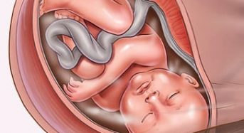 Quá trình phát triển của thai nhi trong 3 tháng cuối thai kỳ.
